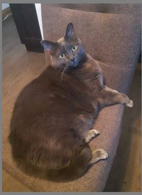 Chat HTV - Martine Roy